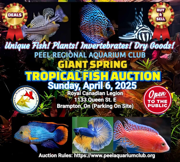 Peel Regional Aquarium Club Spring Auction
